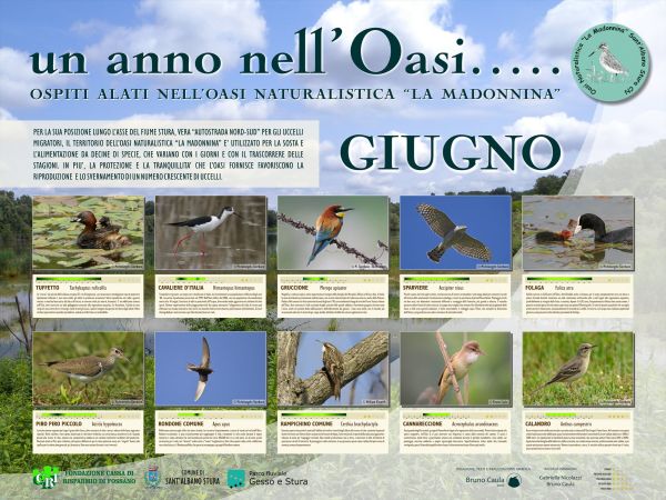 Giungo